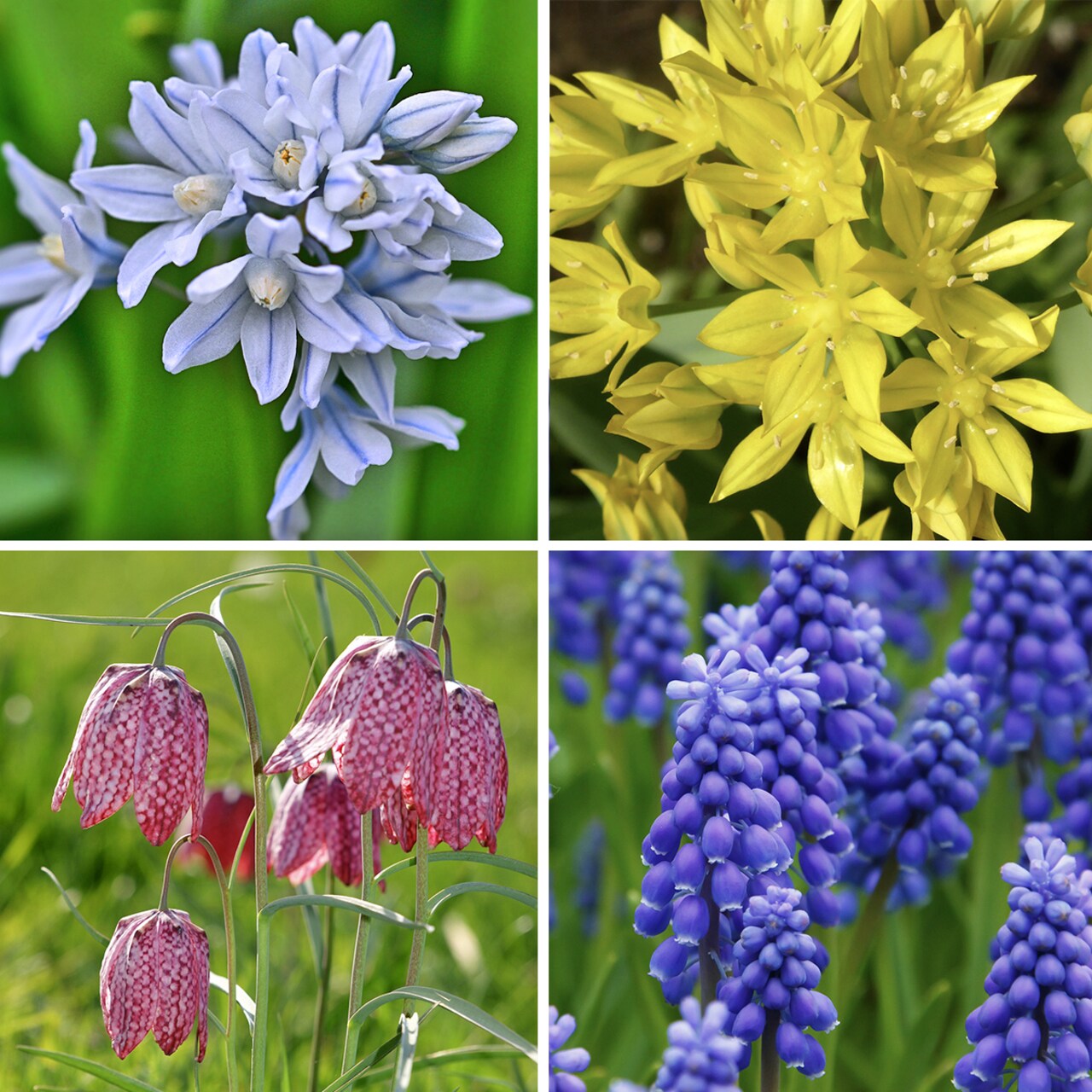 Garden Gem Mixed Flower Collection - 100 Bulbs - Featuring 4 Varieties Of Yellow Blue White And Purple Flowers - Spring